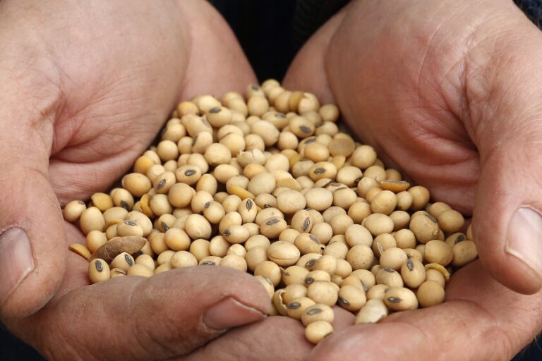 China’s Retaliation on US Farm Goods Boosts Brazil’s Soya Bean Surge