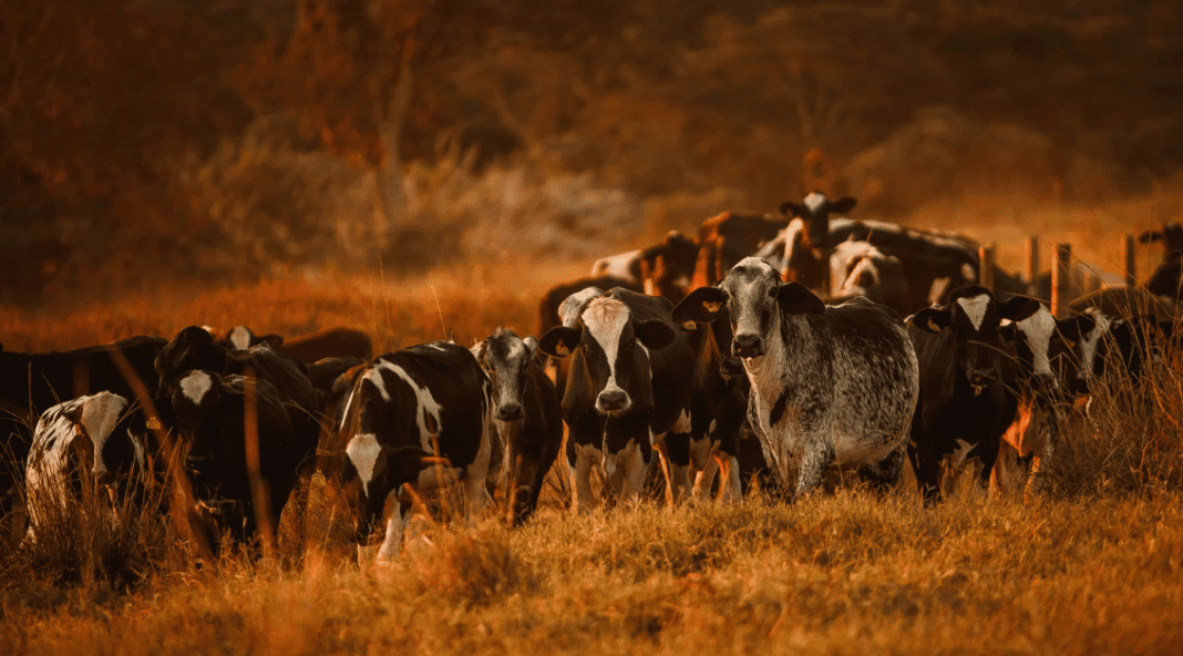 European police move to track cocaine cows ships exploiting weak maritime regulations