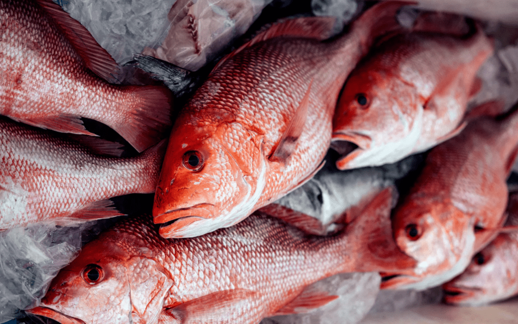 How cartels are turning red snapper into a profitable commodity in the Gulf of Mexico