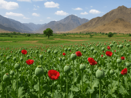 CIA covertly moves to weaken Afghanistan opium trade through modified poppy seeds