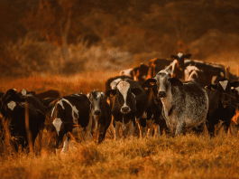 European police move to track cocaine cows ships exploiting weak maritime regulations