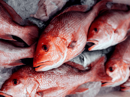 How cartels are turning red snapper into a profitable commodity in the Gulf of Mexico